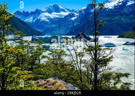 Chili, Patagonie, Aysen, Coyhaique, icebergs dérive sur le lago Fiero, au coeur de la forêt de lenga, ou sangsues de Tierra del Fuego, Nothofagus pumilio Banque D'Images