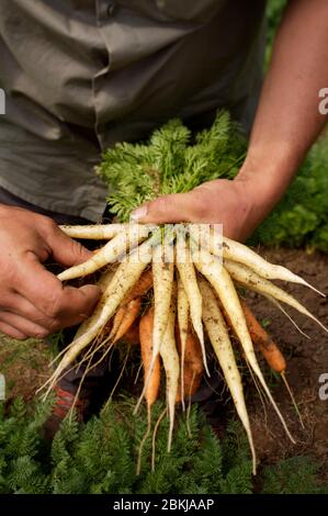 France, Paris, Alain Passard restaurant, le jardin de légumes collectant des carottes Banque D'Images