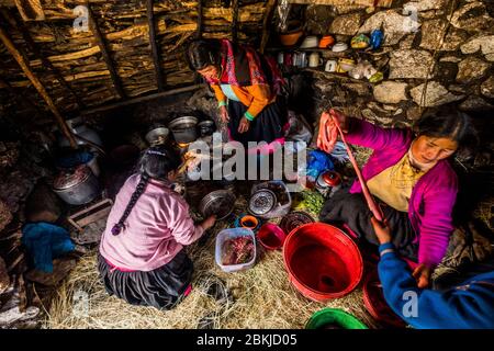 Pérou, Cusco, Mahuayani, Cordillera de Sinakara, communauté autochtone de Q'ero, clan Quiko, préparation de saucisses et de saucisses à partir d'un alpaga sacrifié Banque D'Images