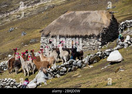 Pérou, Cusco, Mahuayani, Cordillera de Sinakara, communauté autochtone Q'ero, clan Quiko, annexe de la famille Guirili Quispe, à une altitude de 4200m, alpacas regroupés avec le lasso Banque D'Images