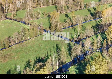 France, deux Sèvres, Sansais, canaux et prés plantés de poplars et de cendre de tadpole dans le Marais poitevin (vue aérienne) Banque D'Images