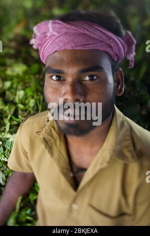 Inde, Kerala, atmosphère dans les plantations de thé Banque D'Images