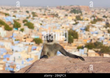 Inde, Rajasthan, Jodhpur, Pachetia Hill, singe de Langur se posant fièrement devant la ville Banque D'Images