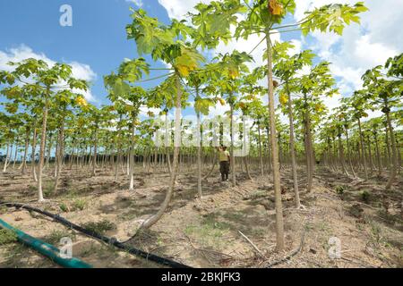 France, Guyane, Javouhey, agriculteurs de Hmong au travail Banque D'Images