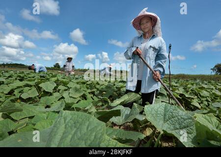 France, Guyane, Javouhey, agriculteurs de Hmong au travail Banque D'Images