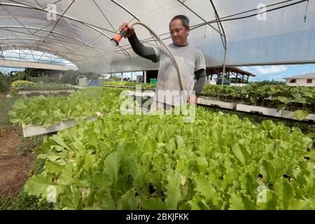 France, Guyane, Javouhey, agriculteurs de Hmong au travail Banque D'Images