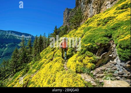 Espagne, Aragon, comarque de Sobrarbe, province de Huesca, Parc National d'Ordesa et Monte Perdido, classé au patrimoine mondial de l'UNESCO, randonnée vertige sur la faja, ou perge, de Racùn, sous la Punta Gallinero, dans le cirque Cotatuero Banque D'Images