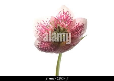 Simple ouvert hellebore - Rose de Noël - fleur sur un fond blanc pur Banque D'Images