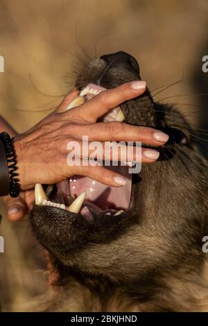 Namibie, réserve privée, gardien avec hyena brune, (Parahyena brunnea, avant Hyena brunnea), captive Banque D'Images