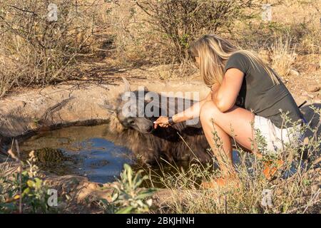 Namibie, réserve privée, gardien avec hyena brune, (Parahyena brunnea, avant Hyena brunnea), captive Banque D'Images