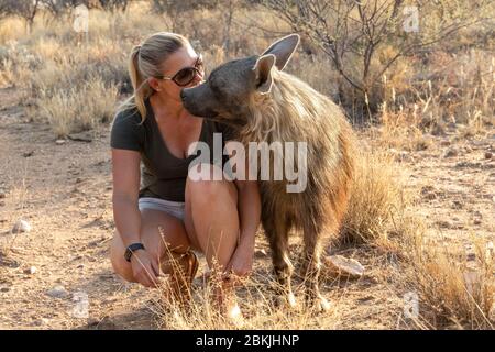 Namibie, réserve privée, gardien avec hyena brune, (Parahyena brunnea, avant Hyena brunnea), captive Banque D'Images