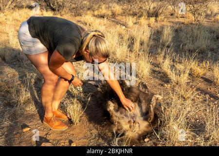 Namibie, réserve privée, gardien avec hyena brune, (Parahyena brunnea, avant Hyena brunnea), captive Banque D'Images