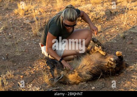 Namibie, réserve privée, gardien avec hyena brune, (Parahyena brunnea, avant Hyena brunnea), captive Banque D'Images