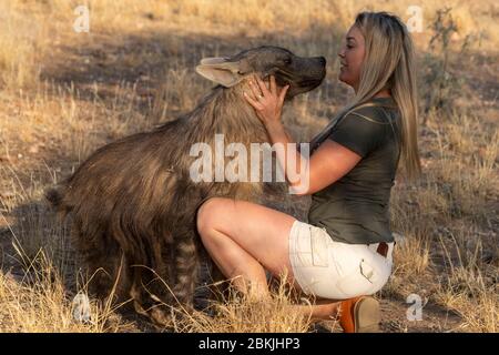 Namibie, réserve privée, gardien avec hyena brune, (Parahyena brunnea, avant Hyena brunnea), captive Banque D'Images