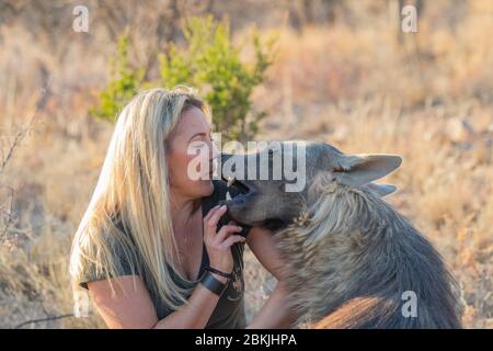 Namibie, réserve privée, gardien avec hyena brune, (Parahyena brunnea, avant Hyena brunnea), captive Banque D'Images