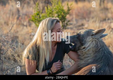 Namibie, réserve privée, gardien avec hyena brune, (Parahyena brunnea, avant Hyena brunnea), captive Banque D'Images