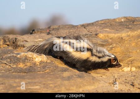 Namibie, réserve privée, polecat à rayures ou Polecat africain (Ictonyx striatus) , captif Banque D'Images