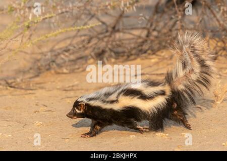 Namibie, réserve privée, polecat à rayures ou Polecat africain (Ictonyx striatus) , captif Banque D'Images