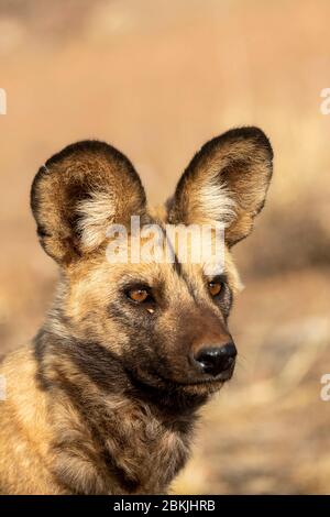 Namibie, réserve privée, chien sauvage africain ou chien de chasse africain ou chien peint africain (Lycaon pictus), adulte, captif Banque D'Images