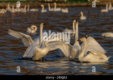 Chine, Henan ptovince, Sanmenxia, Whooper cygne (Cygnus cygnus), Banque D'Images