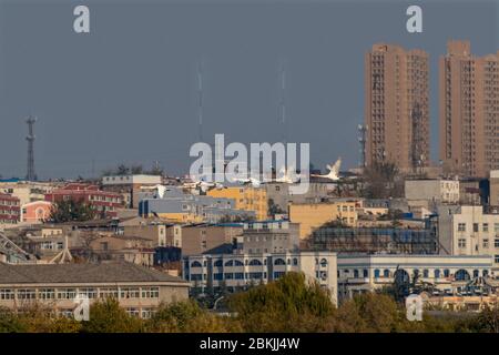 Chine, Henan ptovince, Sanmenxia, Whooper cygne (Cygnus cygnus), en vol Banque D'Images