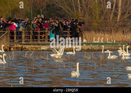 Chine, Henan ptovince, Sanmenxia, Whooper cygne (Cygnus cygnus), Banque D'Images
