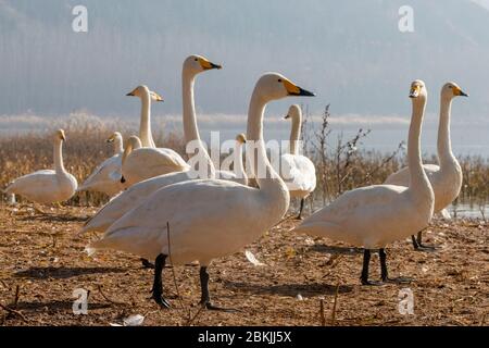 Chine, Henan ptovince, Sanmenxia, Whooper cygne (Cygnus cygnus), Banque D'Images