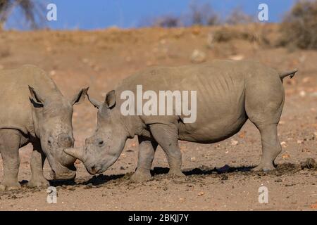 Namibie, réserve privée, rhinocéros blancs ou rhinocéros à limage carré (Ceratotherium simum), mère et jeune, captive Banque D'Images