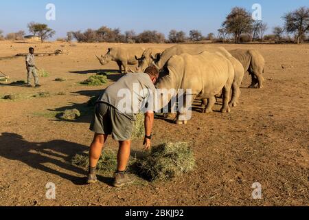 Namibie, réserve privée, rhinocéros blancs ou rhinocéros à limped carré (Ceratotherium simum) , adultes et jeunes, Centre de sauvetage, captif Banque D'Images