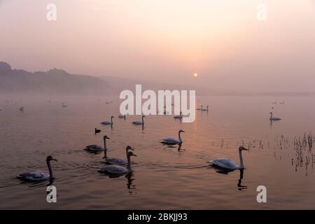Chine, Henan ptovince, Sanmenxia, Whooper cygne (Cygnus cygnus), au lever du soleil Banque D'Images