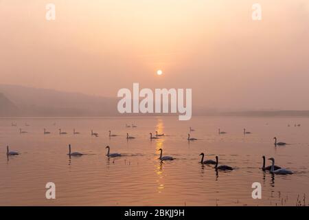 Chine, Henan ptovince, Sanmenxia, Whooper cygne (Cygnus cygnus), au lever du soleil Banque D'Images