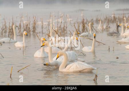 Chine, Henan ptovince, Sanmenxia, Whooper cygne (Cygnus cygnus), Banque D'Images
