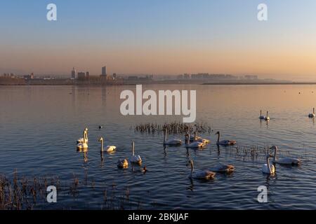 Chine, Henan ptovince, Sanmenxia, Whooper cygne (Cygnus cygnus), Banque D'Images