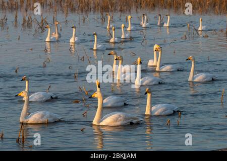Chine, Henan ptovince, Sanmenxia, Whooper cygne (Cygnus cygnus), Banque D'Images