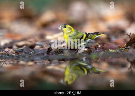 France, Sarthe , Rouesse Vasse, grove, siskin eurasien (Spinus spinus) Banque D'Images