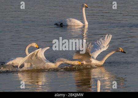Chine, Henan ptovince, Sanmenxia, Whooper cygne (Cygnus cygnus), Banque D'Images