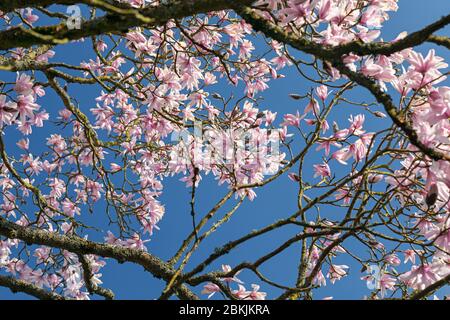 Arbre rose de Magnolia en pleine fleur contre un ciel bleu, Angleterre, Royaume-Uni Banque D'Images