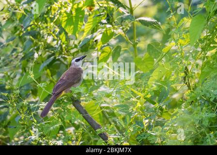 Bulbul à ventilation jaune - Pycnonotus goivier, oiseau perching timide caché des forêts et des terres boisées de l'Asie du Sud-est, île de Pangkor, Malaisie. Banque D'Images