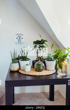 Concept de jardinage à la maison. Composition de diverses plantes à air vert, bonsaï, succulents en pots sur la table noire. Fond de mur beige avec un ins Banque D'Images