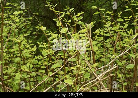 La croissance de l'herbe à nœuds japonaise fallopia japonica au Royaume-Uni. Banque D'Images
