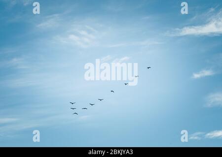 Formation d'oiseaux volants dans le ciel bleu Banque D'Images