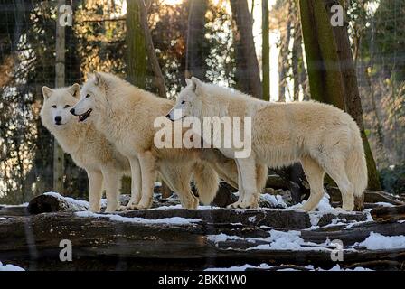 Lot de trois loups blancs de l'arctique dans une forêt hivernante Banque D'Images