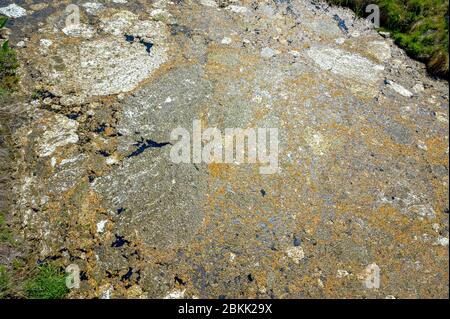 surface de l'eau couverte par différentes sortes de graines d'arbre Banque D'Images