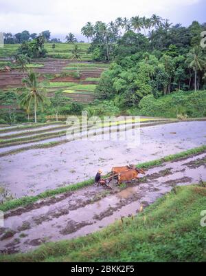 Cultivateur qui cultive des rizières avec une équipe d'oxen, Bali, République d'Indonésie Banque D'Images