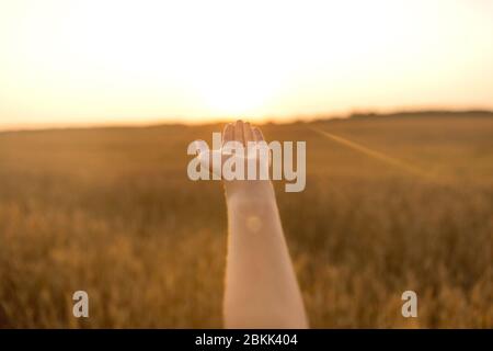 main de la jeune femme sur le champ de céréales Banque D'Images