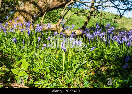 Bluebell fleurs de jacinthoides non-scripta croissant en lumière du soleil de la pomme de terre au bord d'un petit bois avec le sol ouvert au-delà Banque D'Images