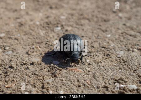 Un grand coléoptère noir rampe sur le sable dans la nature. Banque D'Images