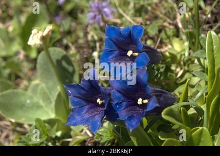 Gentianes bleues (ou de Koch) (Gentiana acaulis) sur les prés de Malbun, Liechtenstein Banque D'Images