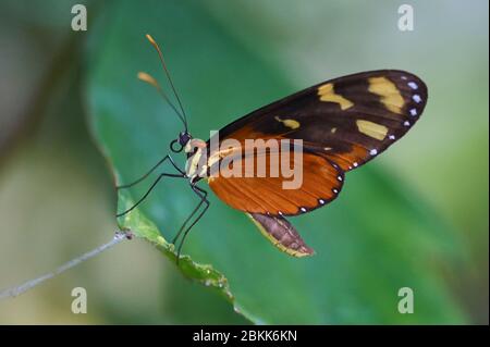 Un papillon à ailes longues Numata avec un proboscis enroulé sur une feuille Banque D'Images