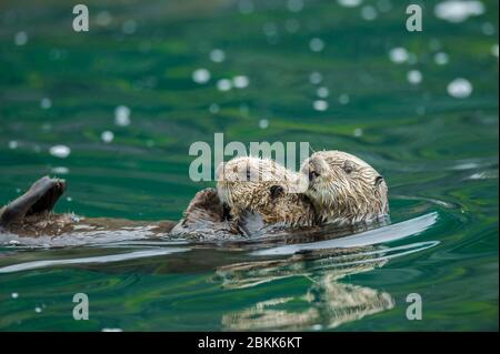 Loutre de mer (Enhyla lutris) avec une promenade de pup sur son ventre, Kachemak Bay, Alaska, États-Unis, par Dominique Braud/Dembinsky photo Assoc Banque D'Images